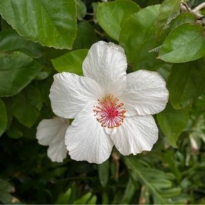 Meet your Posher, Ginnie